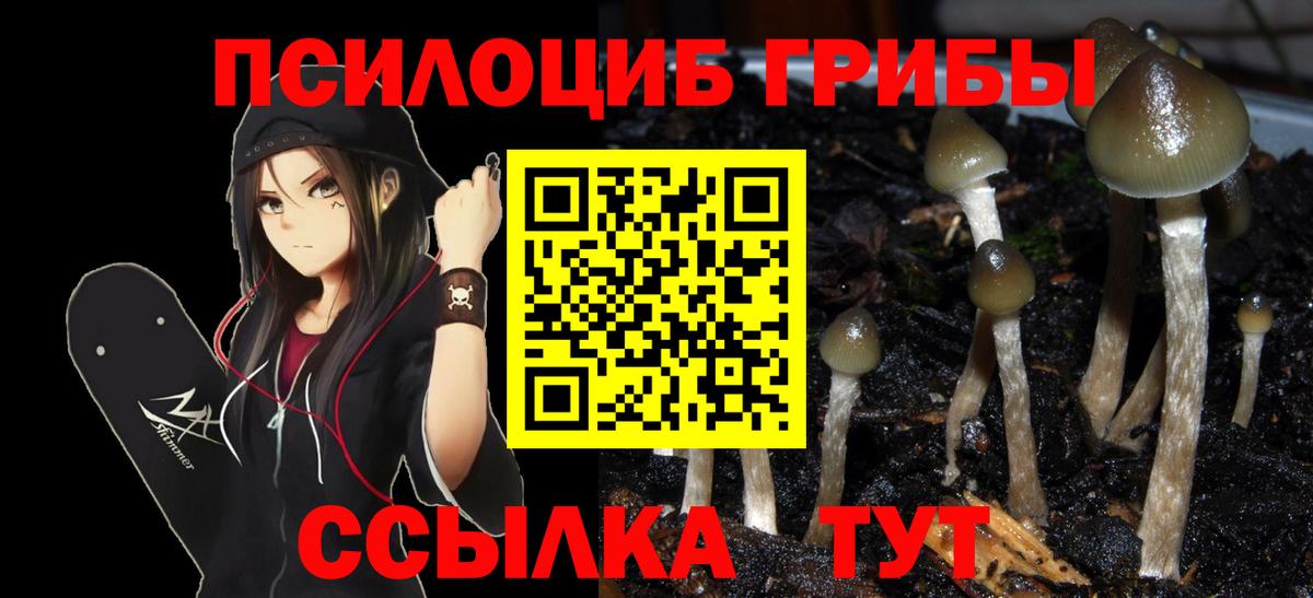 Псилоцибиновые грибы Psilocybe Карталы